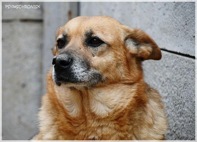 Salsa: czy staruszka znajdzie jeszcze dom?