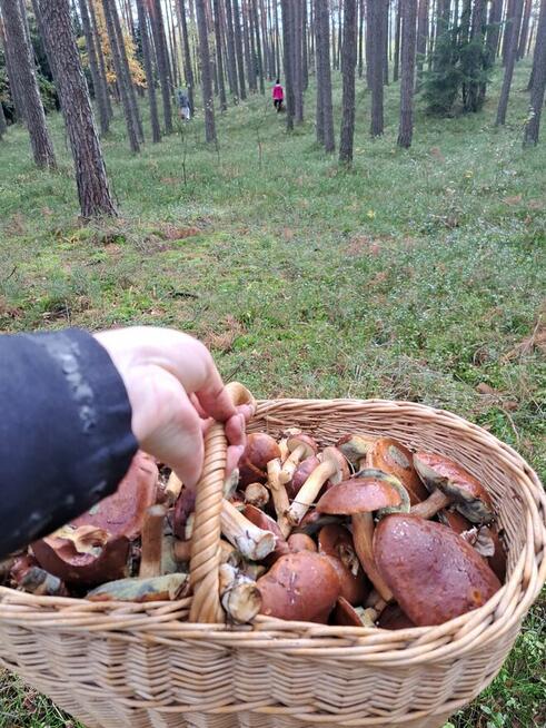 Działka budowlana w pięknym krajobrazie przyrody