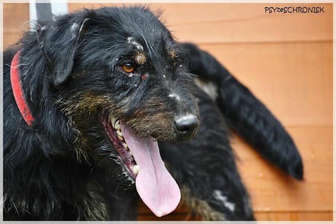 Argo: niewielki ciałem ale wielki duchem