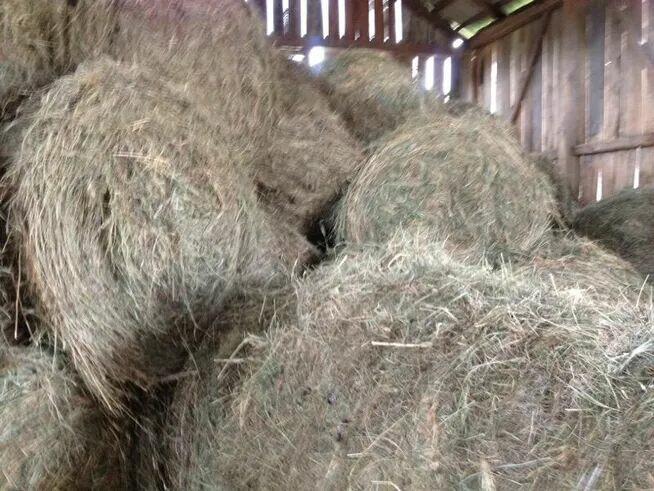 słoma pszenna bele x40 - Wierzbica