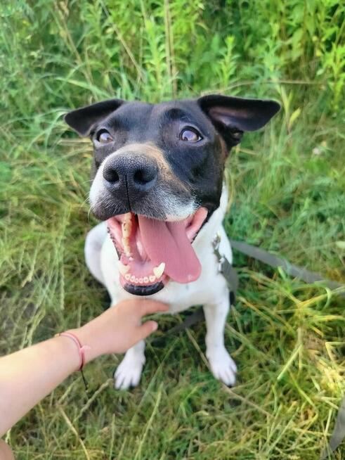 Luccy ok 3 let. w typ.TTB uwolniona z łańcucha TOZ-Wyszków