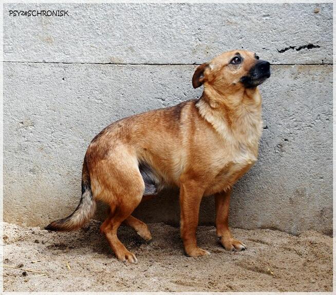 Szakal – szuka cierpliwego opiekuna