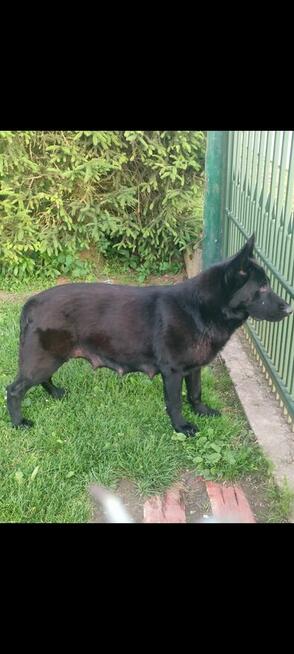 Owczarek niemiecki linia użytkowa