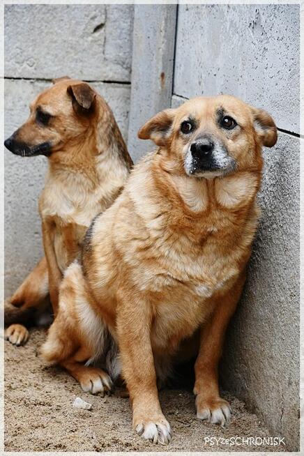 Salsa: czy staruszka znajdzie jeszcze dom?