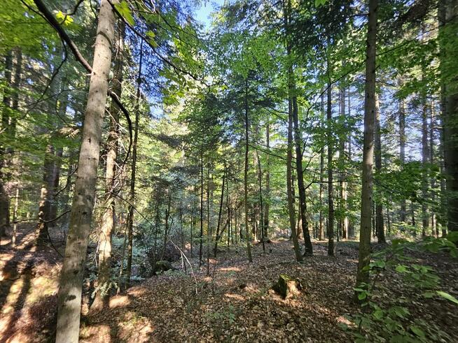 Działka rolno- leśna- 81 ar-Moszczenica