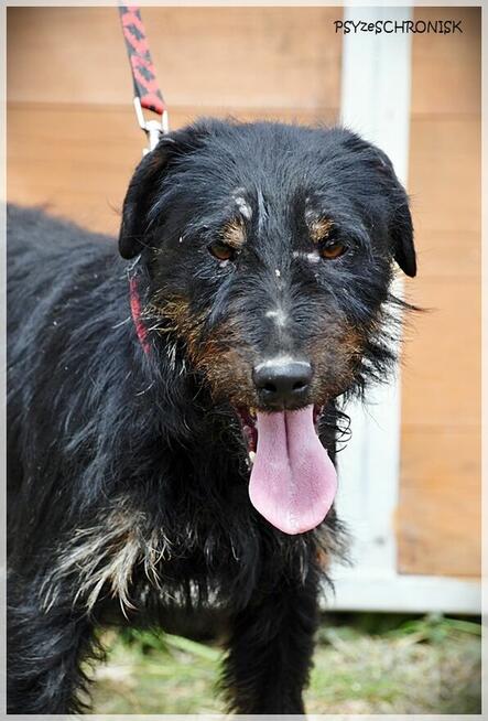 Argo: niewielki ciałem ale wielki duchem