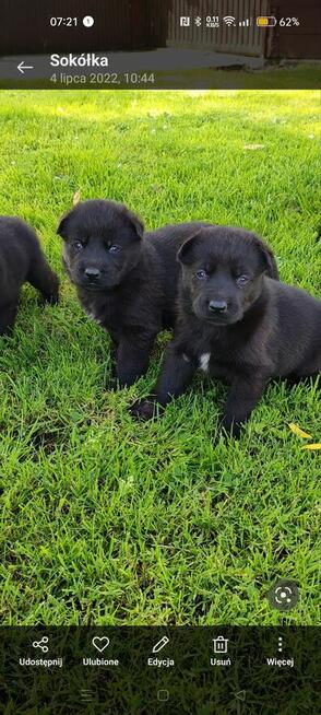 Owczarek niemiecki linia użytkowa