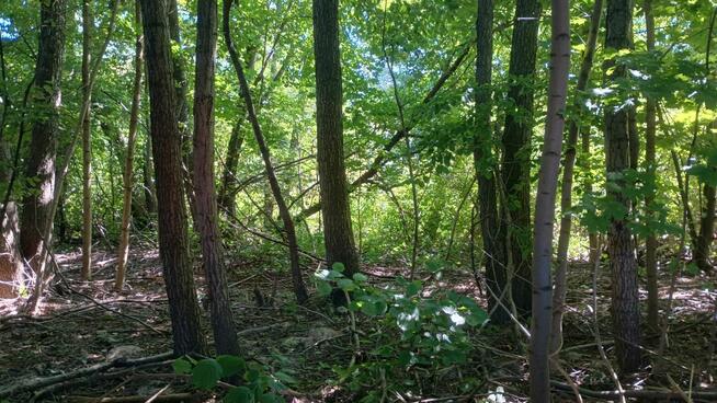 Oddam drzewa w zamian za wyciecie.