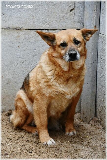 Salsa: czy staruszka znajdzie jeszcze dom?