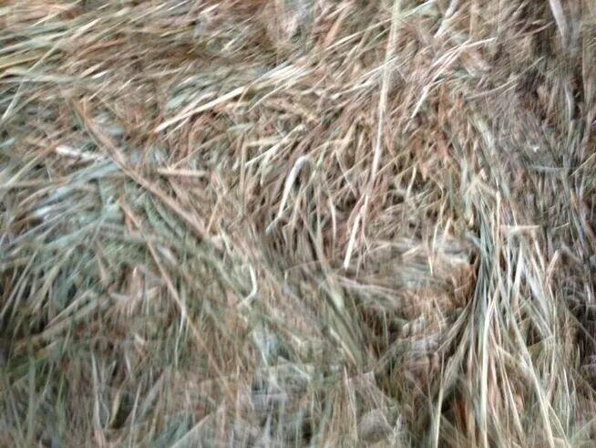 słoma pszenna bele x40 - Wierzbica