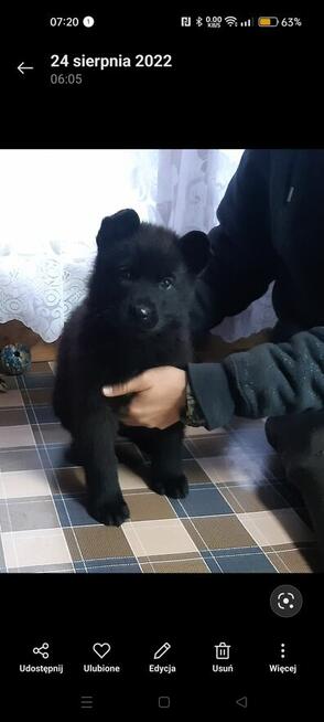 Owczarek niemiecki linia użytkowa