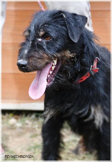 Argo: niewielki ciałem ale wielki duchem