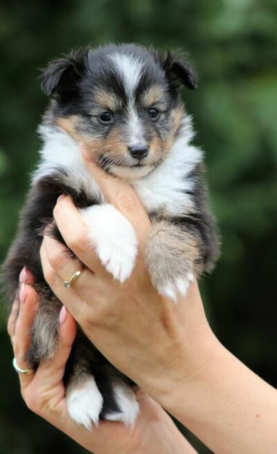 Owczarek szetlandzki sheltie suczka