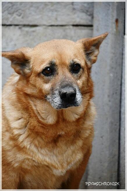 Salsa: czy staruszka znajdzie jeszcze dom?