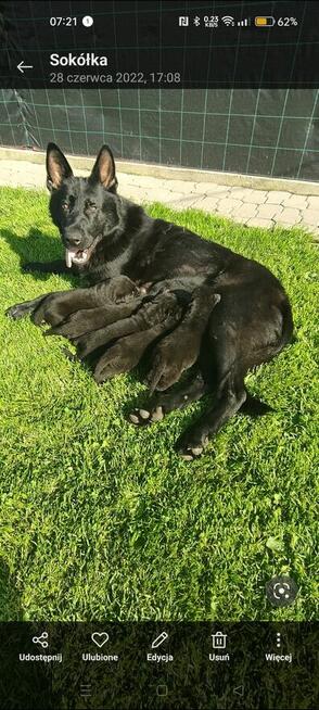 Owczarek niemiecki linia użytkowa