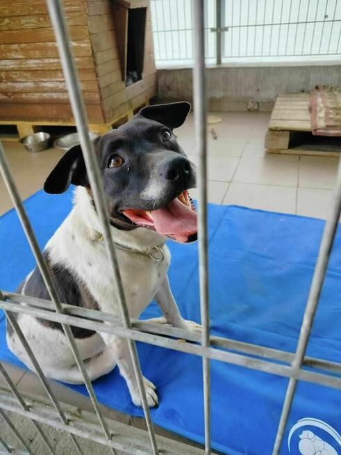 Luccy ok 3 let. w typ.TTB uwolniona z łańcucha TOZ-Wyszków