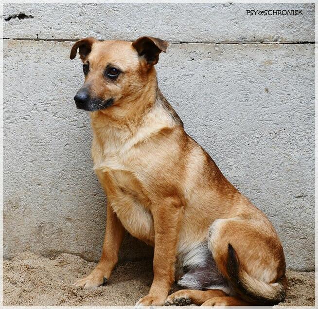 Szakal – szuka cierpliwego opiekuna