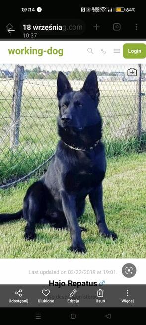 Owczarek niemiecki linia użytkowa