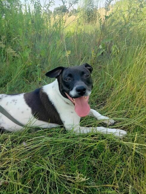 Luccy ok 3 let. w typ.TTB uwolniona z łańcucha TOZ-Wyszków