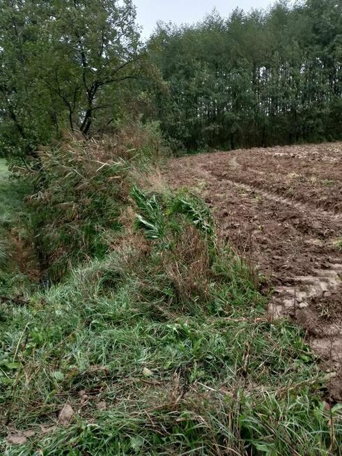 Oddam drzewa w zamian za wyciecie.