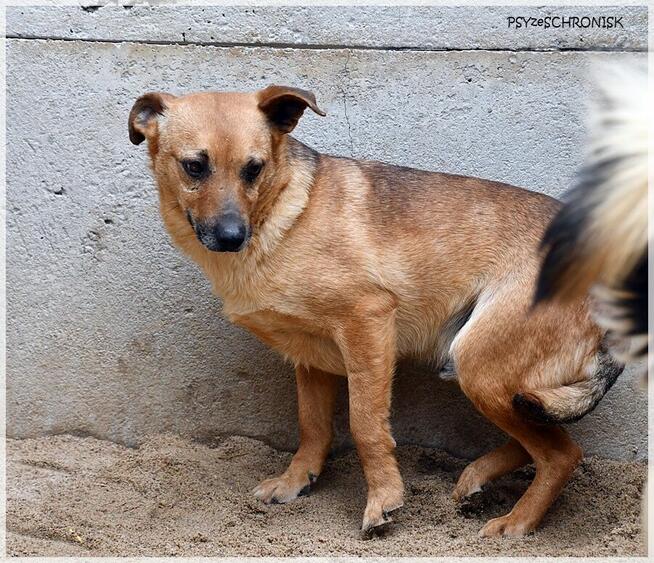 Szakal – szuka cierpliwego opiekuna