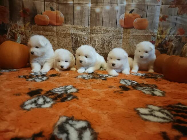 Rasowe szczeniaki samoyed