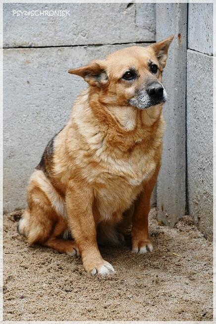 Salsa: czy staruszka znajdzie jeszcze dom?