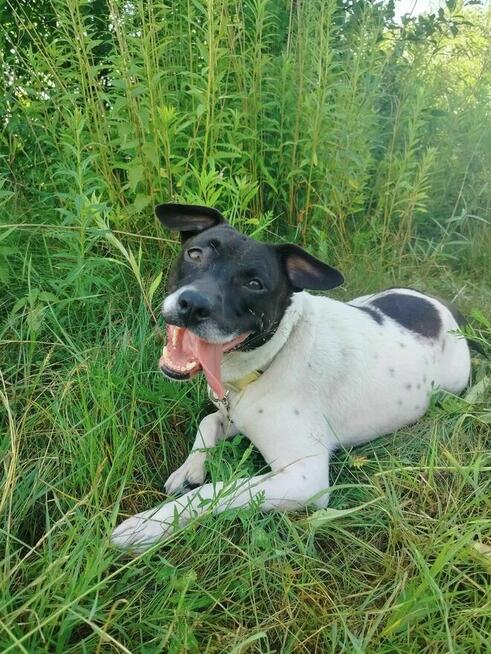 Luccy ok 3 let. w typ.TTB uwolniona z łańcucha TOZ-Wyszków