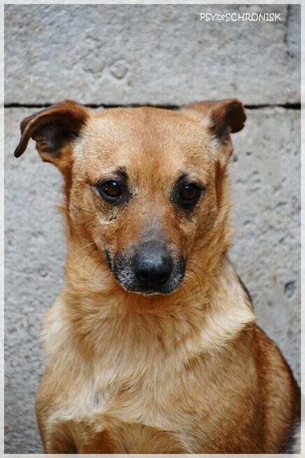 Szakal – szuka cierpliwego opiekuna