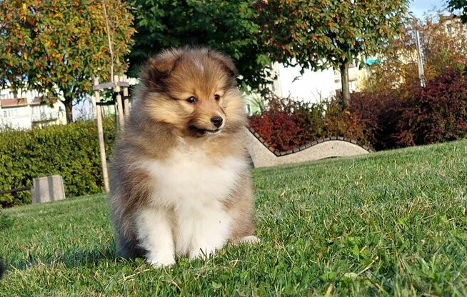 Owczarek szetlandzki szczenięta z rodowodem ZKwP