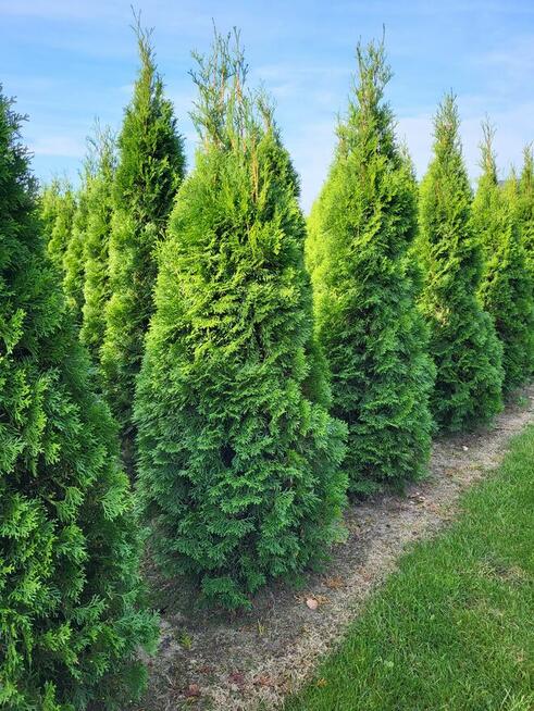 Tuje szmaragd 240cm, Gwarancja satysfakcji