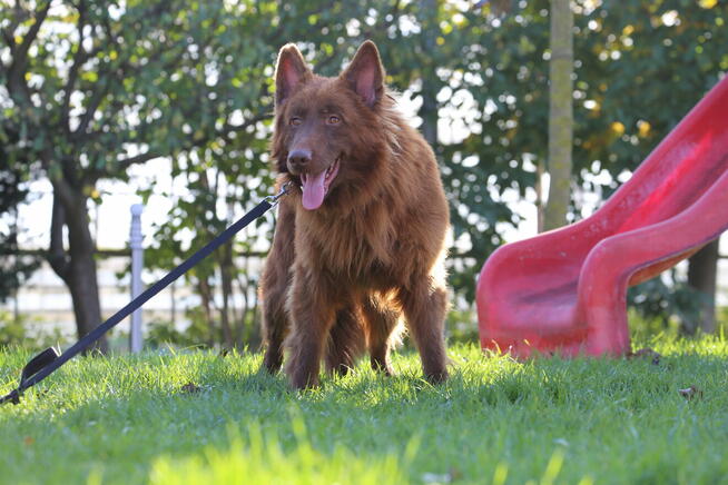 Owczarek długowłosy czekoladowy PIES