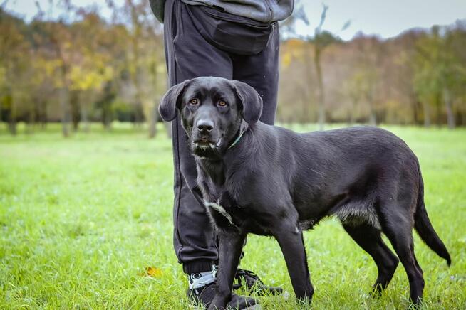Laba-duża czarna młoda suczka do adopcji
