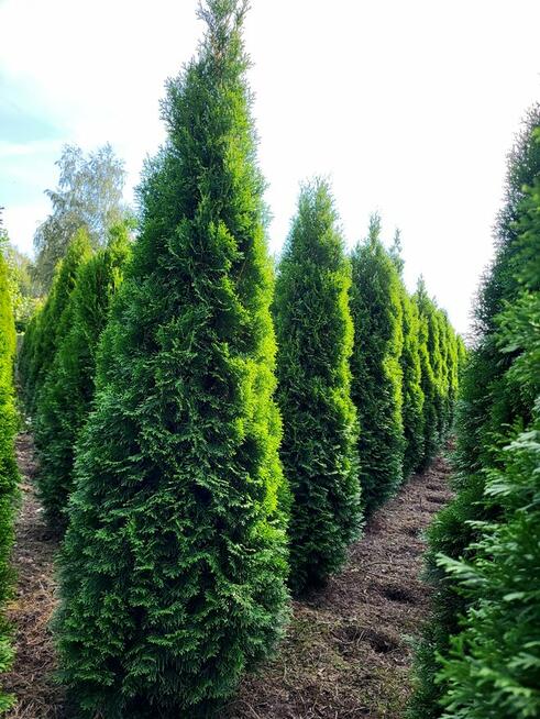 Tuje/Thuja szmaragd 220cm Sadzenie Transport