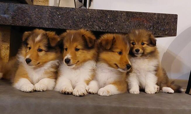 Owczarek szetlandzki szczenięta z rodowodem ZKwP