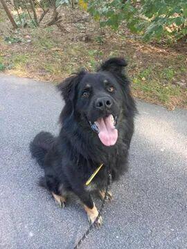 Wirus ok 3 let.wyjątkowy piesek w typ.owczarka Kaspian Sa.