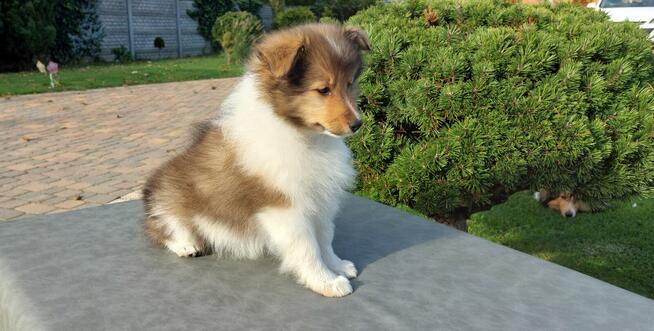 Owczarek szetlandzki szczenięta z rodowodem ZKwP