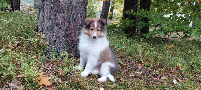 Owczarek szetlandzki szczenięta z rodowodem ZKwP