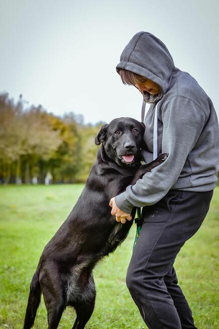 Laba-duża czarna młoda suczka do adopcji