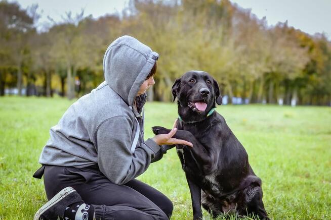 Laba-duża czarna młoda suczka do adopcji