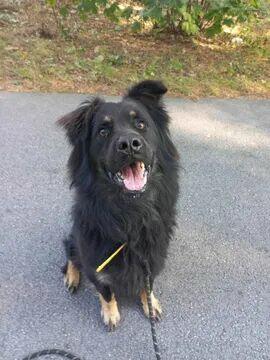 Wirus ok 3 let.wyjątkowy piesek w typ.owczarka Kaspian Sa.