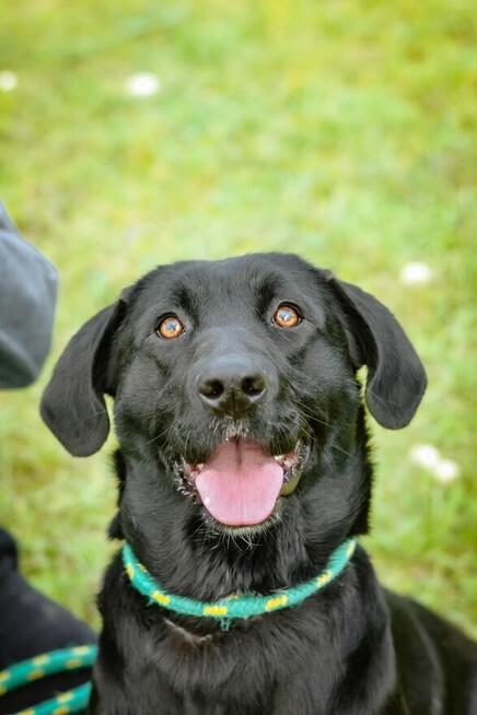 Laba-duża czarna młoda suczka do adopcji