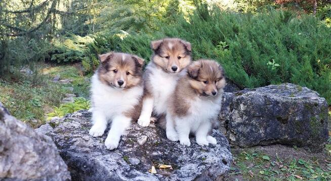 Owczarek szetlandzki szczenięta z rodowodem ZKwP