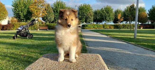 Owczarek szetlandzki szczenięta z rodowodem ZKwP