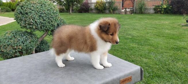 Owczarek szetlandzki szczenięta z rodowodem ZKwP