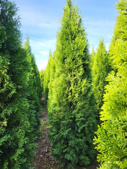 Tuje szmaragd 240cm, Gwarancja satysfakcji