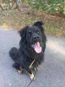 Wirus ok 3 let.wyjątkowy piesek w typ.owczarka Kaspian Sa.