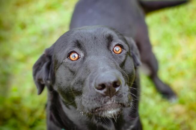 Laba-duża czarna młoda suczka do adopcji