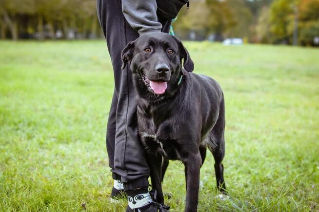 Laba-duża czarna młoda suczka do adopcji