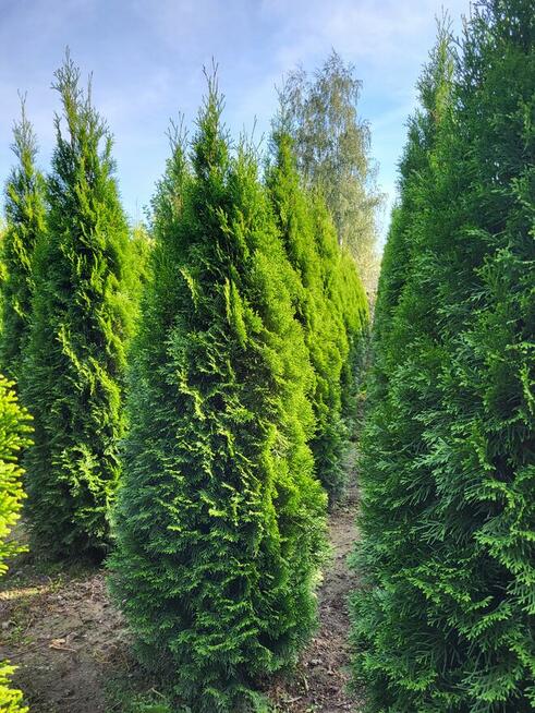 Tuje/Thuja szmaragd 220cm Sadzenie Transport